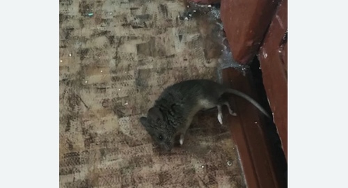 Дезинфекция от мышей в Мценске